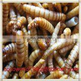 Wholesale Dried Mealworm Birds Factories thumbnail-4