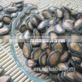 Foodstuff / a New Crop Black Watermelon Seeds A Grade