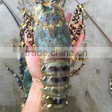 Vietnam Alive Lobster