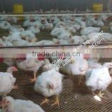 hot sale automatic poultry equipment for broiler on ground