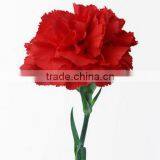 Supply Carnation Fresh Cut Carnation Fresh Cut Flowers thumbnail-3