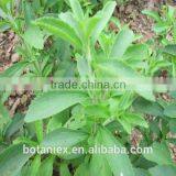 Organic Stevia Extract/Stevia Powder