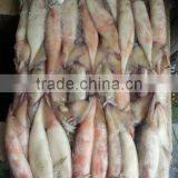Frozen Whole Round Squid Todarodes Pacificus thumbnail-2