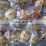 Choice Quality Frozen Vacuum Packed Cooked Short Necked Clam thumbnail-3