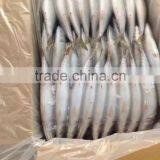 Frozen Pacific Mackerel in Good Quanlity on Sale thumbnail-5