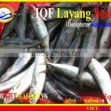 IQF LAYANG SCAD WHOLE ROUND thumbnail-2