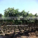 Ficus Longifolia Tropical Trees thumbnail-1