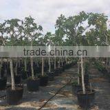 Ficus Carica thumbnail-5