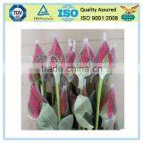 Colorful Flower Packing Bud Net thumbnail-1