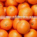 mandarine orange