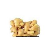 Sell Chinese Fresh Ginger