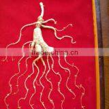 Rare Old Wild Mountain Ginseng Roots