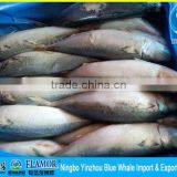 Frozen Pacific Mackerel 300g