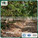 Vietnam Certified WW320 Fresh Cashew Nuts thumbnail-5