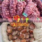 New Crop Fresh Chinese Chestnuts Wholesale Chestnut thumbnail-6