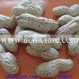 Delicious Organic Taste Peanut in Shell thumbnail-4