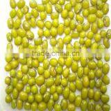 JSX Dried Mung Bean Price Small Size Selected Price for Green Mung Beans thumbnail-3