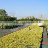 SOL Cheap Price Green Roof Panel Green Roof Planter Grow Pots thumbnail-3
