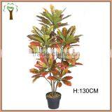 Indoor Decorative Variegated Laurel Plant thumbnail-1