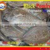 FROZEN BLACK POMFRET WHOLE ROUND thumbnail-1