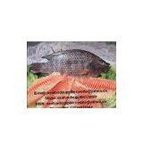 Frozen Black Tilapia Whole Round(WR) thumbnail-1