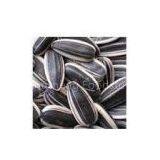 Sunflower Seeds thumbnail-1