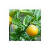 Bitter Orange Extract 98% Hesperidin