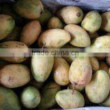 Fresh Yellow Mango With High Quality/ Large Quantity/ Best Price Vietnam