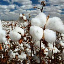 Agriculture Fertilizer Tdz Thidiazuron 50%wp White to Light Yellow Powder thumbnail-3