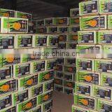 Kino Kinnow Mandarin Tangerine Orange Citrus Fruit From Pakistan thumbnail-6