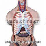 85CM Sexless Torso 20 Parts/high School Lab Equipment