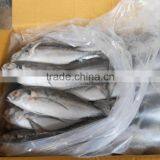 FROZEN HORSE MACKEREL WHOLE ROUND thumbnail-1