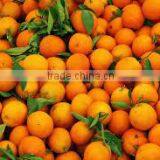 FRESH CITRUS ORANGE FROM EGYPT