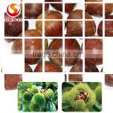 Big Size 2016 New Crop Fresh Dandong Chestnut for Advance Sale thumbnail-3