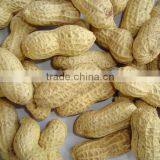 Good Quality China Peanut in Shell thumbnail-1