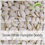 Inner Mongolia Best Quality Snow White Pumpkin Seed thumbnail-2
