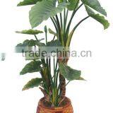 Artificial Bonsai Tree Artificial Taro Simulation Trees thumbnail-5