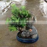 Stone Bonsai Podocarpus Macrophyllus for Decoration thumbnail-2