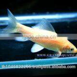 Black Shark Albino Fish Farm For Sale / Aquarium Fish Thailand thumbnail-5