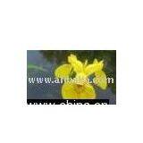 Iris Pseudacorus thumbnail-1