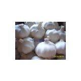 Pure White Garlic / Normal White Garlic / Fresh Garlic thumbnail-2