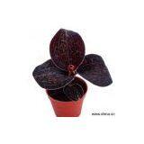 Sell Anoectochilus Chapaensis thumbnail-1