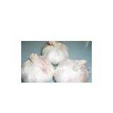 Chinese New Crop Garlic