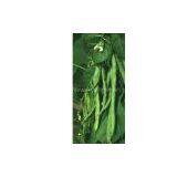 White Kidney Bean Extract/Phaseolus Vulgaris/Phaseolin thumbnail-1