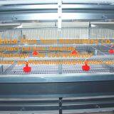 Colombia Poultry Farming Raising Chicken With Small Chicks Cage & Day Old Chicken in Coop & Chicken House