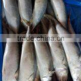 Canned Mackerel Fish
