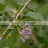 GOJI BERRIES HARVEST 2015 ORGANIC thumbnail-1