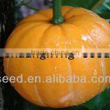YP NO.1 Yellow Skin High Yield Hybrid f1 Pumpkins Seeds