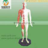 Medical Chinese Acupuncture Anatomical Human Model 84cm thumbnail-1