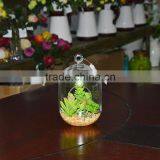 Hanging Terrarium Glass Vase Succulent Plants for Sale thumbnail-3